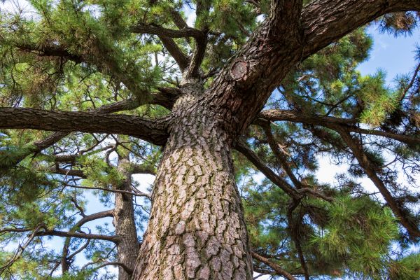 Evergreen Pruning