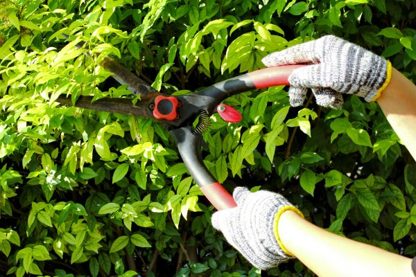 Orchard Pruning Service