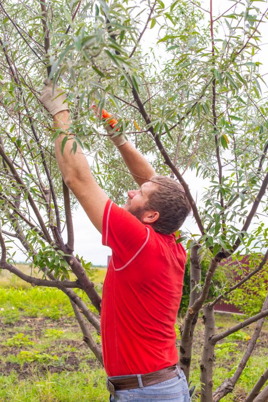Tree and Shrub Pruning