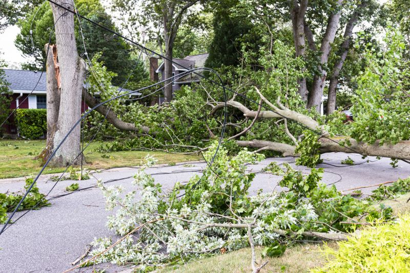Fallen Tree in Yard