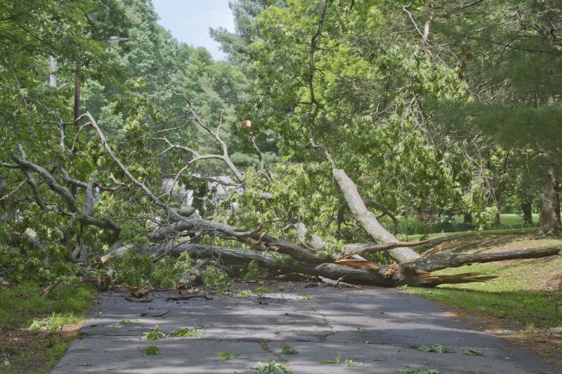 Storm Damage Tree