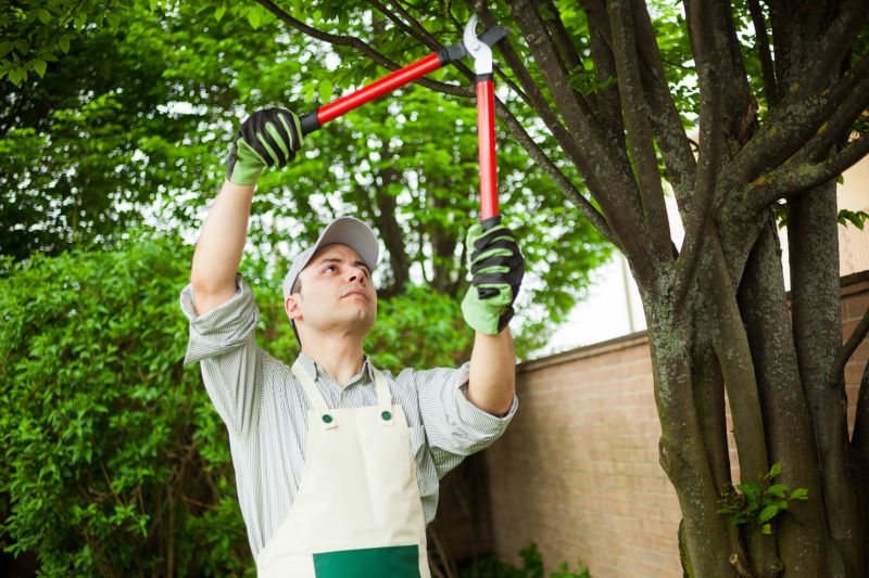 Tree And Shrub Pruning