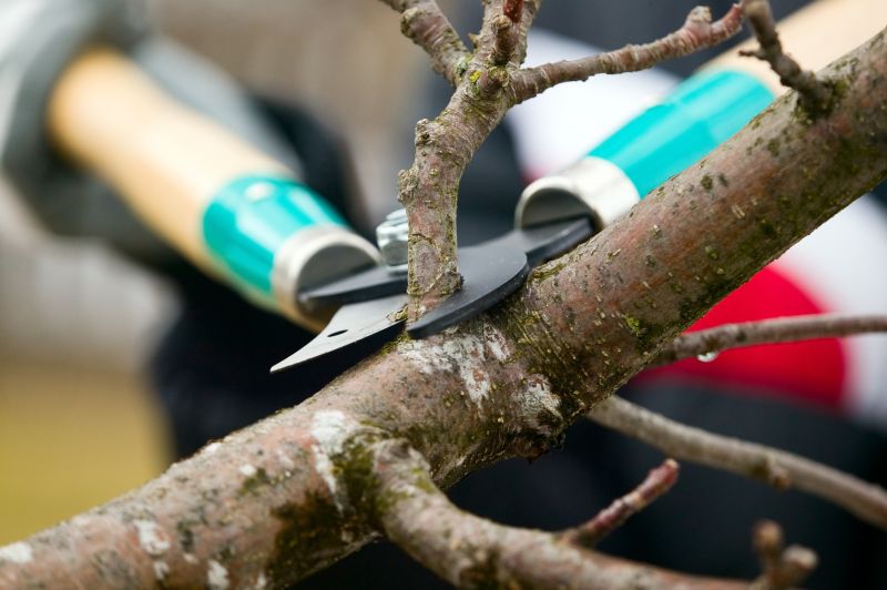 Tree And Shrub Pruning