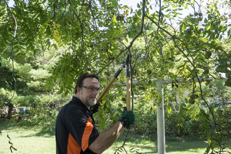 Tree And Shrub Pruning