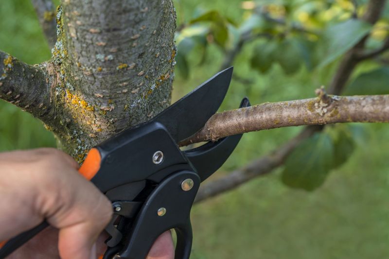 Summer Pruning Techniques