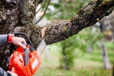 Tree Pruning Process