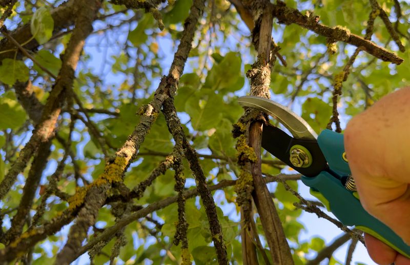 Tree Inspection and Pruning