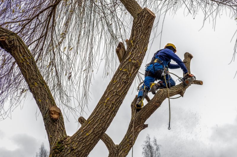 Professional Tree Care Equipment