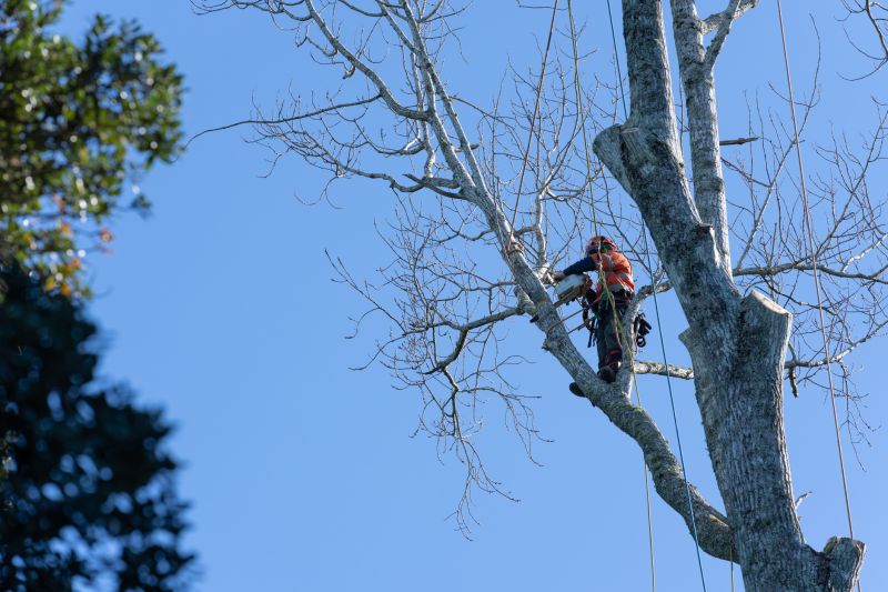 Certified Arborists