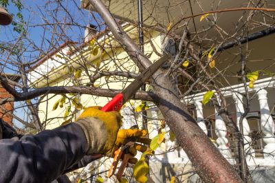 Local Tree Services